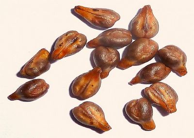 Puterea anticancerigenă a semințelor de struguri